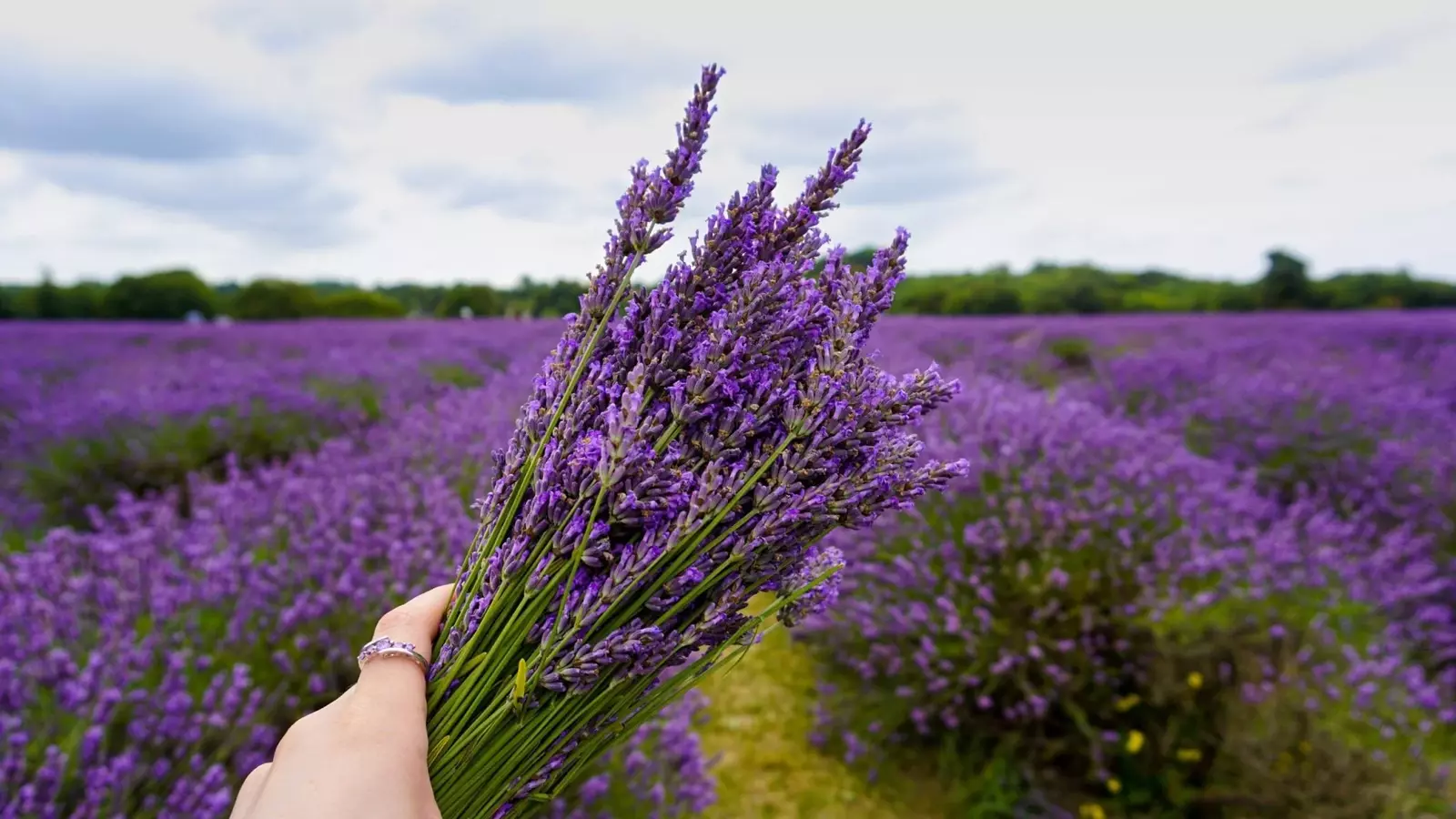 Globaltex Fine Linens Celebrates Bountiful Lavender Harvest Season